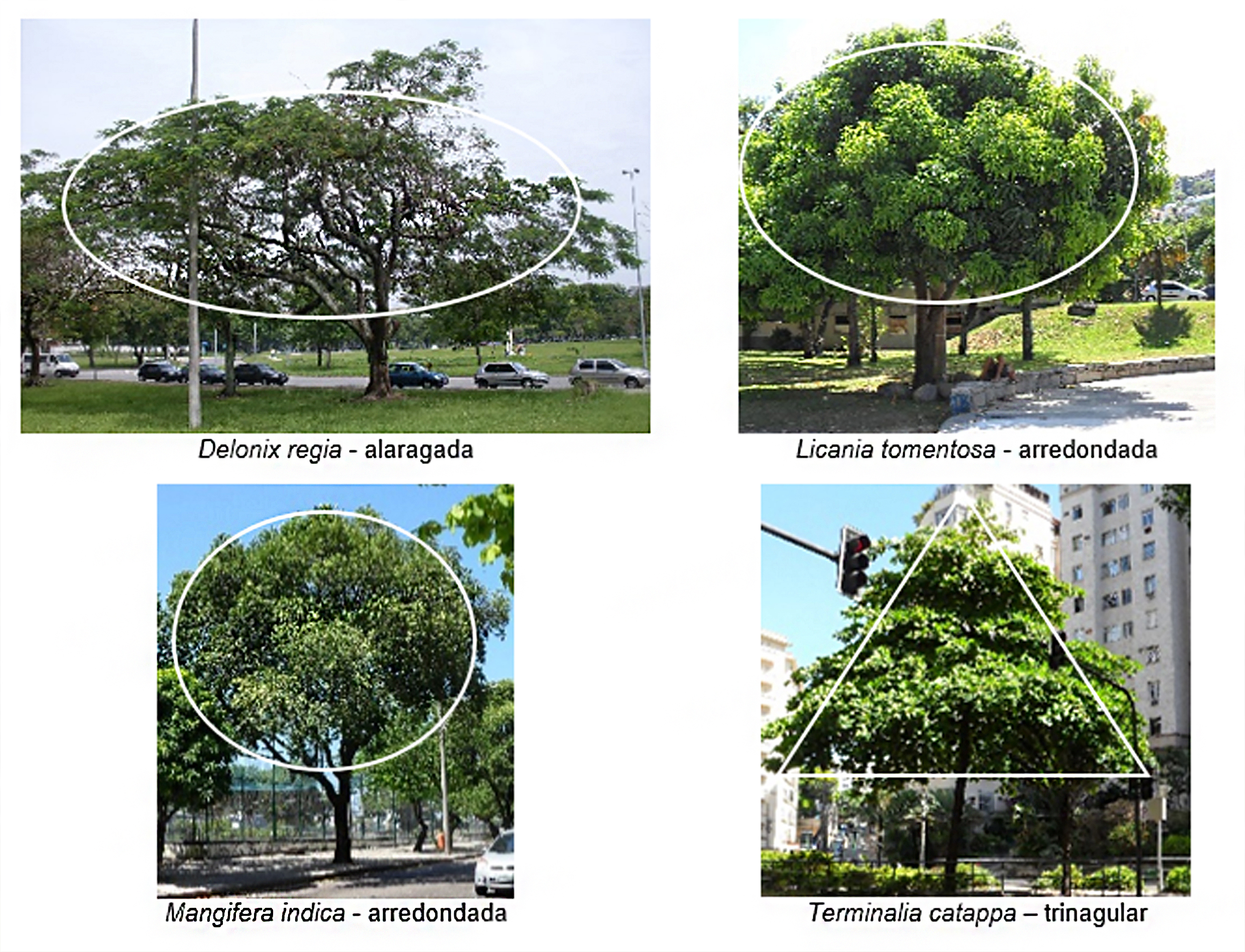 Vegetação – Representação  Trees drawing tutorial, Architecture